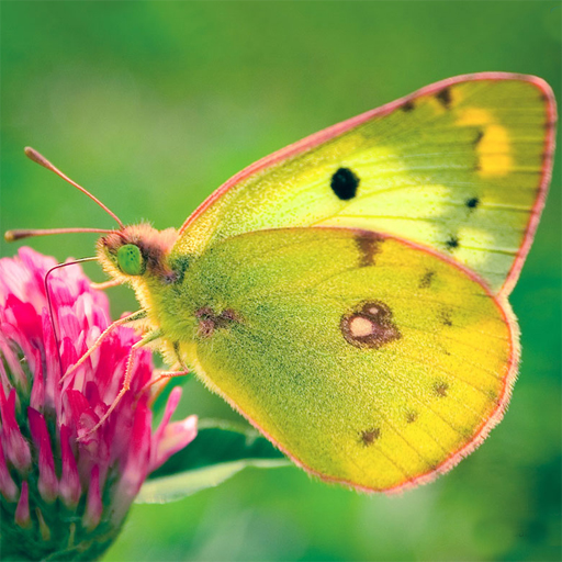 Nature Jigsaw Puzzle - Butterfly